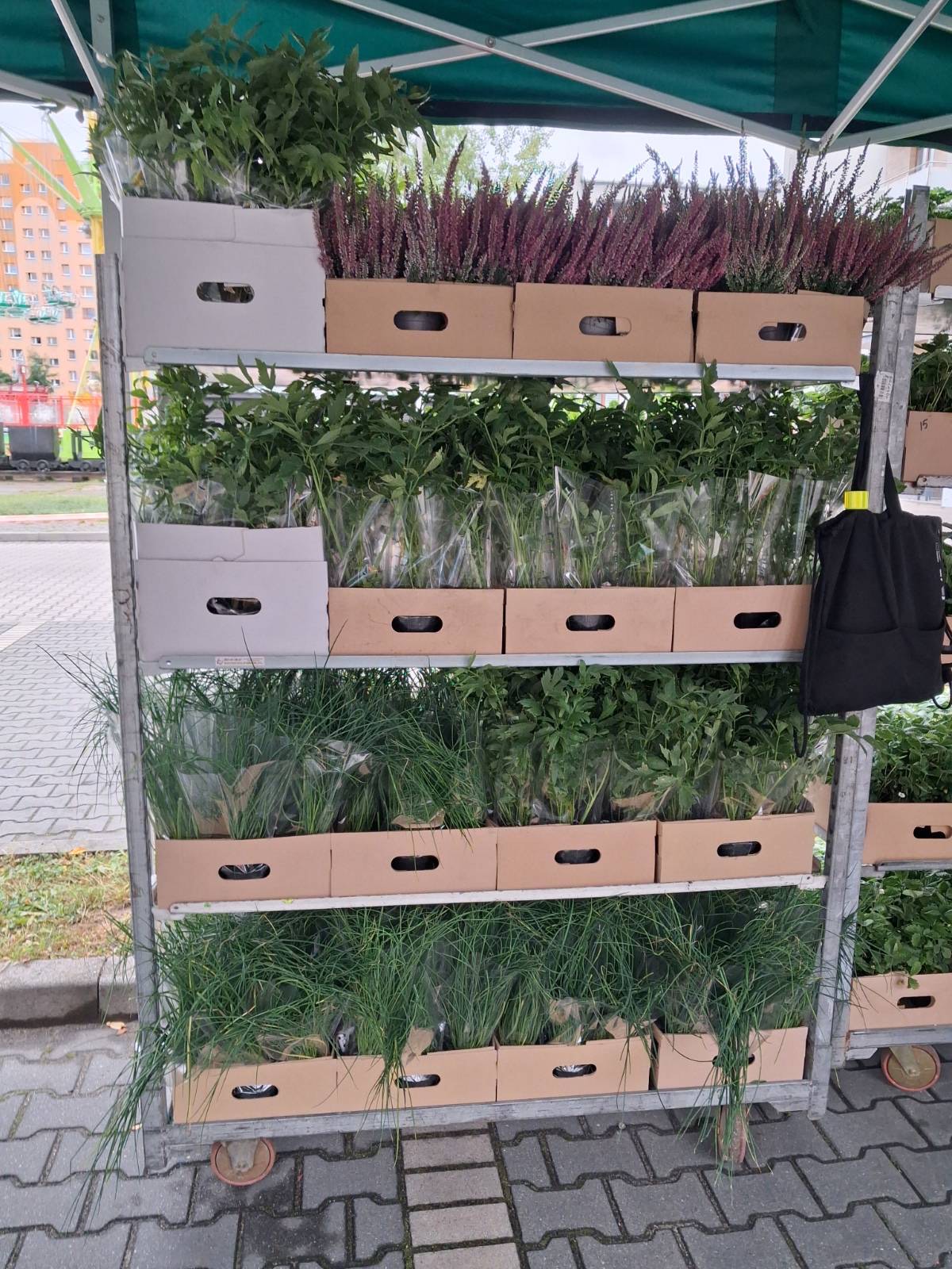 Zdjęcie rośliny przygotowane do rozdania 2.jpeg